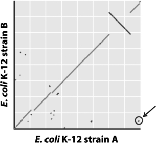 In the syntenic dot plot of E. coli K-12 strains A and B, there are two circled dots in the lower-right corner of the plot. How do you interpret the position of these two dots in terms of the gene orders of the two strains?