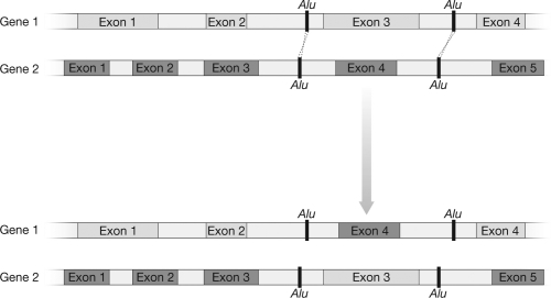 In the figure shown, a double crossing-over event occurs between the Alu elements. How does this event illustrate a means by which introns generate genetic diversity?