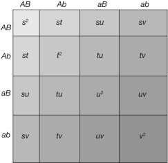 Hardy-Weinberg at two loci   The figure demonstrates Hardy-Weinberg frequencies at two loci. Which term represents the expected offspring haplotype frequencies for a cross between parents with aB and aB gametes?