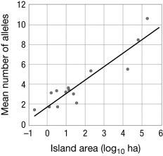 <strong>The figure shows the relationship between the size of an island and the number of alleles found at microsatellite loci in lizard populations. What do these data demonstrate? </strong> A) Lizards are more successful on larger islands. B) Effective population size does not affect allelic diversity. C) Populations on smaller islands experience more natural selection. D) Genetic drift is stronger in smaller populations.