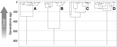<strong>In the figure, assuming all evolutionary processes are similar in A-D, which genealogy is expected to carry the largest number of neutral alleles? </strong> A) A B) B C) C D) D
