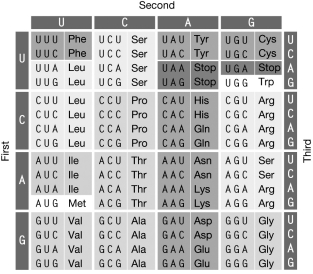 <strong>Refer to the figure of the genetic code shown to answer the following question. Which of the following mutations to a codon is most likely to be selectively neutral? </strong> A) UUG \rightarrow CUG B) AUA \rightarrow AUG C) AAC \rightarrow AAA D) UGC \rightarrow UGA