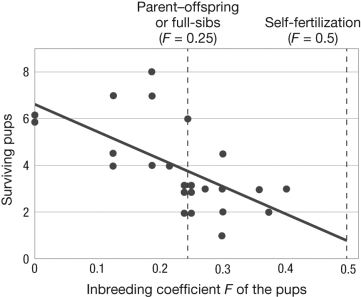 The graph shows the relationship between the number of surviving gray wolf pups in a litter and the inbreeding coefficient of those pups. What do these data reveal about the types of alleles present in this population?