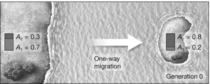 In the scenario depicted in the figure, what will happen to the allele frequencies on the island? Assume there is no selection or mutation, mating is random, and the population sizes are large.