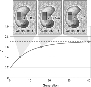 Consider a locus with two alleles in an island population, where all assumptions of the Hardy-Weinberg model are met except no migration. The figure shows the change in the frequency of the A<sub>1</sub> allele over several generations. What can you say about the population that is the source of migrants to the island?