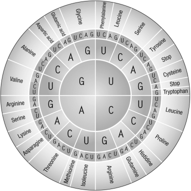 <strong>Using the figure, which of the amino acid sequences would be generated from the RNA sequence: CGA GGC UUA ACG (read in the 3' direction)? </strong> A) arginine; glycine; leucine; threonine B) arginine; glycine; phenylalanine; threonine C) serine; glycine; isoleucine; threonine D) serine; arginine; isoleucine; serine