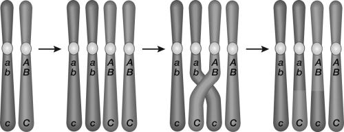 <strong>How many cross-over events are depicted in the figure? </strong> A) zero B) one C) two D) four