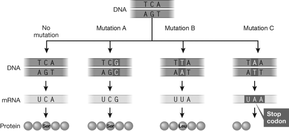 <strong>Which of the mutations in the figure depicts a nonsense mutation? </strong> A) Mutation A B) Mutation B C) Mutation C D) A nonsense mutation is not pictured.