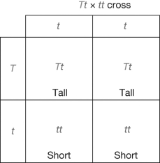 Based on the Punnett square shown here, assume the parental generation cross of Tt x tt is shown. If the heterozygous F<sub>1</sub> offspring cross (Tt x Tt), what are the predicted offspring genotype frequencies? What proportion of the offspring (F<sub>2</sub> generation) would you expect to be short?