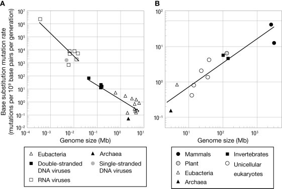 Based on the figure, what generalizations can we make about mutation rates across vastly different taxa?