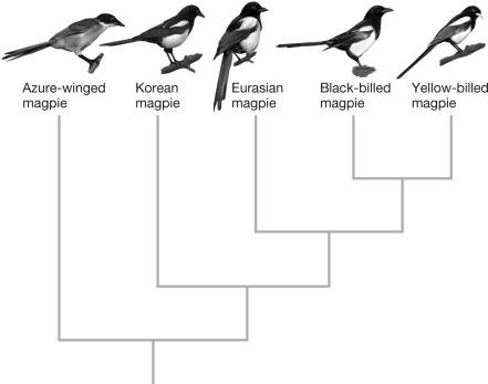 <strong>In the phylogeny shown, which of the following hypotheses provides the most parsimonious explanation for the distribution of beak (bill) color among the five species of magpie? The yellow-billed magpie has a yellow beak and the rest have black beaks. </strong> A) There is no way to infer ancestral beak color using the phylogenies shown. B) The ancestral state was yellow-billed. C) The ancestral state was black-billed. D) The ancestral state was most likely neither yellow nor black but rather some intermediate color of beak.