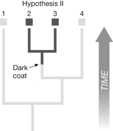 <strong>If the two sister species on the phylogenetic tree shown differ from the other two species in a single character state (e.g., dark or light fur), how many character state changes (evolutionary events) are needed to explain this pattern? </strong> A) one B) two C) three D) four