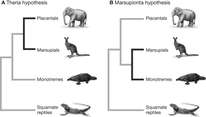 <strong>The maximum likelihood tree (the tree with the clades numbered) constructed for the mammals in the figures shown supports which of the following hypotheses for the evolutionary relationships among mammalian groups? </strong> A) The maximum likelihood tree supports the Marsupionta hypothesis. B) The maximum likelihood tree supports the Theria hypothesis. C) The maximum likelihood tree supports both the Marsupionta and the Theria hypotheses. D) The maximum likelihood tree supports neither the Marsupionta nor the Theria hypotheses.