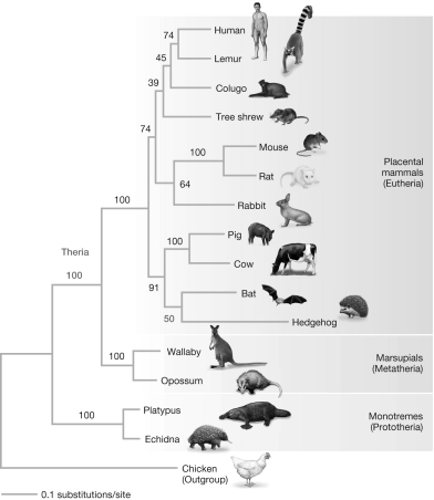 <strong>The maximum likelihood tree (the tree with the clades numbered) constructed for the mammals in the figures shown supports which of the following hypotheses for the evolutionary relationships among mammalian groups? </strong> A) The maximum likelihood tree supports the Marsupionta hypothesis. B) The maximum likelihood tree supports the Theria hypothesis. C) The maximum likelihood tree supports both the Marsupionta and the Theria hypotheses. D) The maximum likelihood tree supports neither the Marsupionta nor the Theria hypotheses.