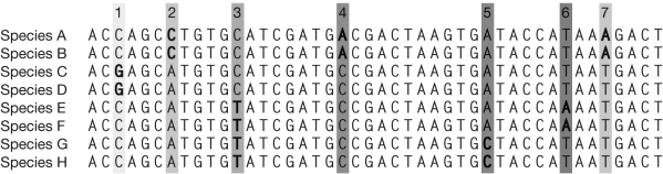 <strong>From the DNA sequence data for the eight species (A through H) shown below, what is the genetic distance between Species B and Species G? </strong> A) 4 B) 5 C) 6 D) 7