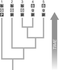 <strong>The figure shown is a phylogeny created with DNA sequence data and has high bootstrap support values. The tree also includes observed phenotypes (in varying shades of gray) for the five taxa. The character states are indicated by B or b, G or g, and P or p. Evaluate the hypothetical phylogenetic tree using a parsimony approach. What is the minimum total number of state changes necessary to describe the observed distribution of characters in the taxa? </strong> A) four B) five C) six D) seven