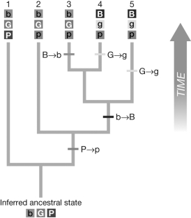 <strong>The figure shown is a phylogeny created with DNA sequence data and has high bootstrap support values. The tree also includes observed phenotypes (in varying shades of gray) for the five taxa. The character states are indicated by B or b, G or g, and P or p. Evaluate the hypothetical phylogenetic tree using a parsimony approach. How many state changes were required for Taxon 5 (BGP) if the inferred ancestral state was bGP? </strong> A) one B) two C) three D) four