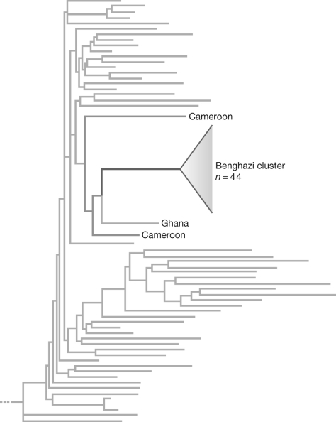 In the spring of 1999, six medics were accused of purposely infecting over 400 Libyan children with HIV in a Benghazi hospital. Explain how a team of researchers were able to construct and use the phylogeny in the figure below to convince the Libyan Court to lift its death sentence for the Benghazi six.