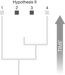 If the two sister species on the phylogenetic tree in the figure below differ from the other two species in a single character state (e.g., dark fur, whereas the other taxa have light fur), where would the evolutionary change(s) have occurred? Indicate change(s) by placing an arrow-or arrows-on the tree. Be sure to label the presumed ancestral state, and label the arrow(s) as a loss or gain.