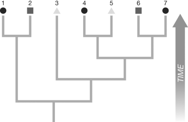 If the two daughters share no possible states in common, assign all possible states for both daughters to the node. (Note to instructor: The difficulty of this question can be adjusted by including or omitting the two rules above.)