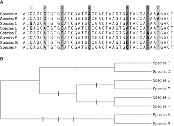 On Figure B, number each of the seven hash marks on the branches (indicating synapomorphy) with the corresponding numbered sequence change indicated in Figure A.