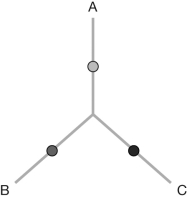 An unrooted tree linking three species (A, B, and C) is shown. Draw all possible unrooted tree conformations when a fourth species, D, is added to the tree.