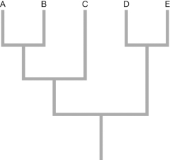 One of the principle ways to understand the large-scale effects of natural selection is to compare traits across groups of species. However, there are many ways researchers can be misled by applying the comparative method without properly accounting for phylogeny-shared evolutionary history. Using the five-species tree shown, list and describe or label all possible independent contrasts.