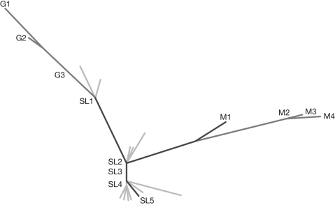 The phylogenetic tree shown was constructed using a nucleotide distance matrix of Ebola isolates from Guinea in March 2014 (G), Sierra Leone (S), and Mali (M) in October/November 2014. Describe what the phylogeny revealed regarding the three Ebola outbreaks.