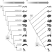 <strong>Based on the phylogenetic tree, which of the following is most closely related to mammals? </strong> A) turtles B) amphibians C) lampreys D) lobe-finned fishes