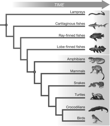 <strong>Based on the figure, which of the following statements is true? </strong> A) Fish are not a monophyletic group. B) Amphibians are not a monophyletic group. C) Tetrapod vertebrates are not a monophyletic group. D) Lampreys are not a monophyletic group.