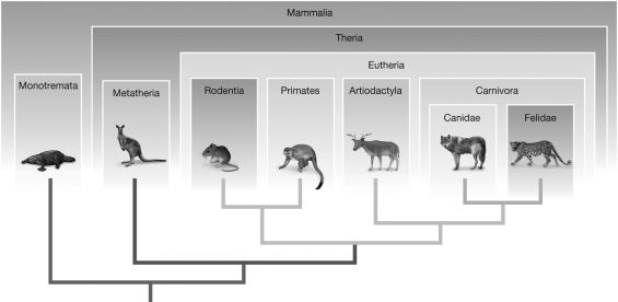 <strong>Which of the following statements is true based on the phylogeny shown in the figure? </strong> A) Rodents are members of the Eutheria and Carnivora clades. B) Primates are members of the Eutheria and Mammalia clades. C) Monotremata are members of the Eutheria and Mammalia clades. D) Felidae are members are the Carnivora clade, but not the Theria clade.