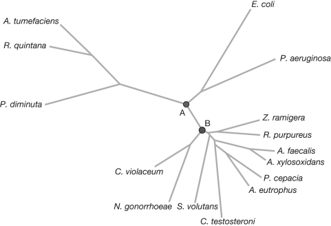 <strong>The unrooted phylogeny in the figure shows the relationships among proteobacteria. Which of the following would be true if the root were placed on the branch between nodes A and B? </strong> A) C. violaceum is more closely related to P. diminuta than it is to E. coli. B) Z. ramigera is more closely related to E. coli than it is to C. violaceum. C) P. diminuta is more closely related to Z. ramigera than it is to E. coli. D) E. coli is more closely related to P. diminuta than it is to Z. ramigera.