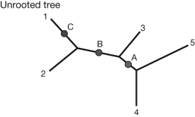 <strong>If the tree shown in the figure were rooted at the point labeled B, which of the following would be true? </strong> A) 1, 2, and 3 form a monophyletic group. B) 3, 4, and 5 form a monophyletic group. C) 2, 3, 4, and 5 form a monophyletic group. D) 3 and 4 form a monophyletic group.