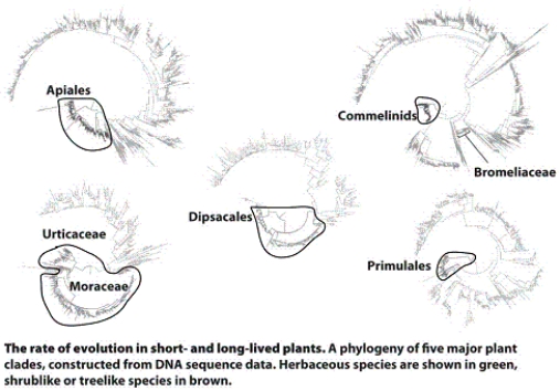 <strong>In the figure, the shrublike or treelike species are circled in black, and the remaining species are herbaceous. Based on the figure, which of the following statements is true? </strong> A) For the herbaceous species, the branch lengths tend to be shorter, and the rates of sequence change more slowly. B) For the herbaceous species, the branch lengths tend to be longer, and the rates of sequence change more slowly. C) For the herbaceous species, the branch lengths tend to be longer, and the rates of sequence change faster. D) For the herbaceous species, the branch lengths tend to be shorter, and the rates of sequence change faster.