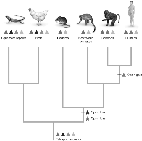 <strong>The figure shows a hypothesis for the evolution of visual opsins in tetrapods. At the tips, each triangle represents a particular visual pigment found in a modern tetrapod. Along ancestral branches, the hypothesized evolutionary history of these opsins are shown. Which of the following is true of this evolutionary hypothesis? </strong> A) Squamate reptiles and birds have maintained the ancestral opsins. B) Humans have lost a single opsin relative to the tetrapod ancestor. C) New world primates lost two opsins, but then gained a new one. D) Opsins have been gained and lost in every tetrapod lineage.