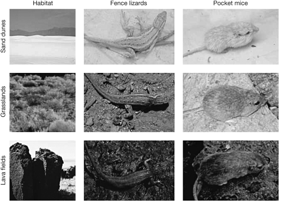 <strong>The figure shows the coloration of populations of lizards and mice that live in various habitats. The differences in coloration among the three mice populations (assuming they share a recent common ancestor) are due to _______, whereas the similarity between the lizards and mice that live in the same habitat is due to _______. </strong> A) natural selection; shared ancestry B) monophyletic groups; polyphyletic groups C) divergent evolution; convergent evolution D) adaptation; exaptation