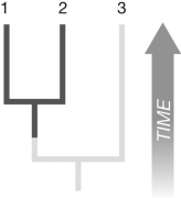 <strong>As shown in the figure, suppose a population splits into two descendant populations prior to the evolution of dark coloration, then splits again after the evolution of dark coloration found in Taxa 1 and 2. Which of the following terms best describes the dark coloration trait in this situation? </strong> A) homoplasy B) analogy C) synapomorphy D) symplesiomorphy