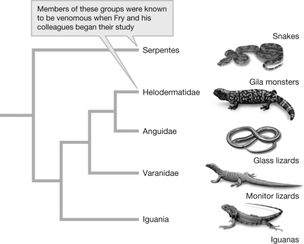 <strong>The figure shows the phylogeny of snakes, Gila monsters, and their relatives. If venom production in snakes and Gila monsters is a homologous trait, would you expect to find venom production in other lizards and iguanas? </strong> A) No. Gila monsters share a common ancestor with other lizards and iguanas, but not with snakes; therefore, the presence of venom production in snakes and Gila monsters does not allow us to hypothesize about venom production in other species. B) No. Homologous traits do not evolve easily; therefore, we would not expect other species to have evolved venom production. C) Yes. If venom is homologous, then the common ancestor of snakes and Gila monsters would have produced venom and it is likely that the other descents of that ancestor would also produce venom. D) Yes. Because snakes and Gila monsters independently evolved venom production, it seems likely that other lizards and iguanas would also be able to evolve venom production.