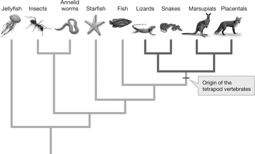 <strong>The figure shows where tetrapod limbs evolved (Origin of tetrapod vertebrates) in the evolutionary history of animals. Based on this figure, in which limbless organisms would you expect to find vestigial limbs? </strong> A) jellyfish B) annelid worms C) fishes D) snakes