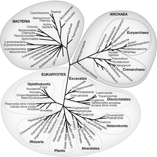 Examine the tree of life of all known groups of living organisms in the figure. Describe the relationship of animals to the rest of life on Earth.