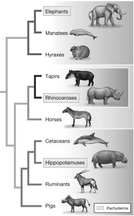 Using the partial phylogeny of mammals in the figure, name one monophyletic group of species, one polyphyletic group, and one paraphyletic group.