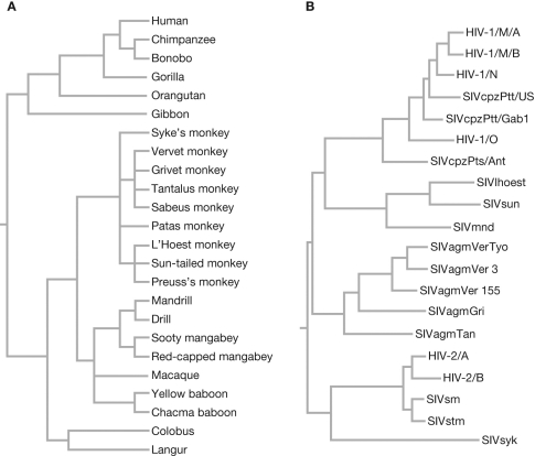 The figure shows (A) a cladogram of primates and (B) a phylogram of primate lentiviruses. What do the branch lengths in each phylogeny represent?