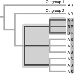 The tree in the figure shows the states of two characters; in the left column the trait is either A or B, and in the right column it is either R or S. This tree currently has several unresolved polytomies. Based on the data in this figure, draw a tree that resolves two of the polytomies and explain how the data support these relationships.