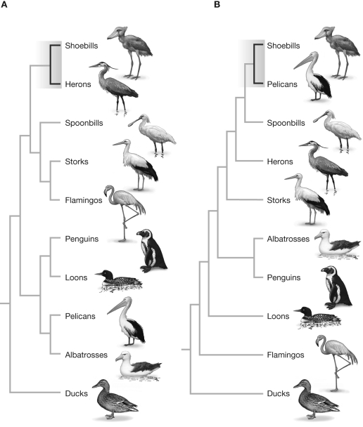 The figure shows two hypotheses about evolutionary relationships among aquatic birds. The phylogeny in (A) is based on data from morphological characters and in (B) from DNA sequence data. What is the reason for the differences between these phylogenies? What could you do to resolve the differences?