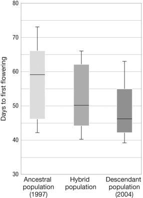 <strong>The figure shows the number of days to first flowering in populations of mustard plants before the 2000-2004 drought (on the left, in pale gray), after the drought (on the far right, in dark gray), and of hybrids between the before-and-after populations. According to this figure, which of the following statements is true?  </strong> A) After the drought, plants flowered earlier in the season than those from before the drought. B) After the drought, plants flowered later in the season than those from before the drought. C) Hybrid plants flowered later in the season than those from before the drought. D) There was no change in flowering time associated with the drought. <div style=padding-top: 35px> 