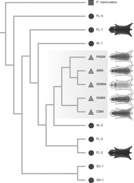 <strong>The figure shows the relationships between oldfield mice populations. Light-colored beach populations are shown with a triangle; dark-colored inland populations are shown with circles. Which of the following statements is consistent with this phylogeny?  </strong> A) Light coat color arose multiple times independently in different beach populations. B) The light-coat allele arose prior to colonization of beach populations. C) Natural selection favors light coat color when the Mc1R allele is mutated. D) Dark-colored populations are derived from migrants from the beach populations. <div style=padding-top: 35px> 