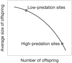 <strong>The figure indicates a ________ between the number and size of offspring that a female guppy can produce.  </strong> A) fitness curve B) trade-off C) positive relationship D) norm of reaction <div style=padding-top: 35px> 
