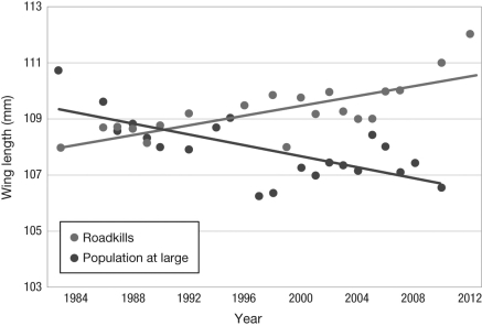 <strong>The figure shows the wing length of cliff swallows that died as road kill and of the population at large. What do these data indicate about natural selection acting on wing length in cliff swallows?  </strong> A) Birds with shorter wings die as road kill more often than the population at large; therefore, natural selection will favor birds with longer wings. B) The probability that a swallow will die as road kill is not affected by its wing length; thus, natural selection is not acting on wing length. C) Increasing population size in swallows has resulted in an increased number of road kill. D) Birds with longer wings are more likely to die as road kill, so natural selection favors birds with shorter wings. <div style=padding-top: 35px> 