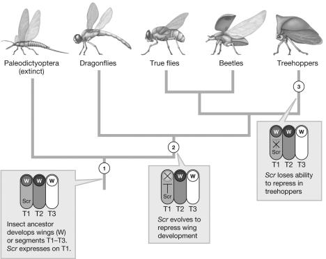 <strong>The figure illustrates a likely scenario for the molecular mechanism of treehopper helmet evolution. This process demonstrates which explanation for the evolution of complex traits?  </strong> A) Traits arise in gradual steps, each of which is fully functional and adaptive for the same reason as the modern trait. B) Complex traits cannot evolve if they are adaptive. C) Complex traits arise by eliminating whole developmental pathways. D) Traits originally selected for one function are co-opted for a different function. <div style=padding-top: 35px> 