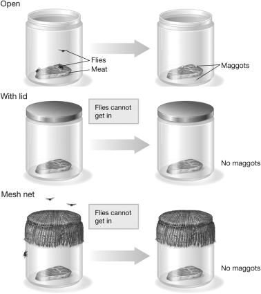 <strong>Francesco Redi's experiment, illustrated in the figure below, addressed the question of whether flies spontaneously generated from meat carcasses. Which of the following statements regarding this experiment is true? </strong> A) Meat in jars covered with mesh and meat in open jars both developed maggots. B) Meat in neither open nor lidded jars developed maggots. C) Meat in jars with an open lid developed maggots, while meat in lidded and mesh-covered jars did not develop maggots. D) Maggots developed in all the meat tested, regardless of whether the jar was covered.